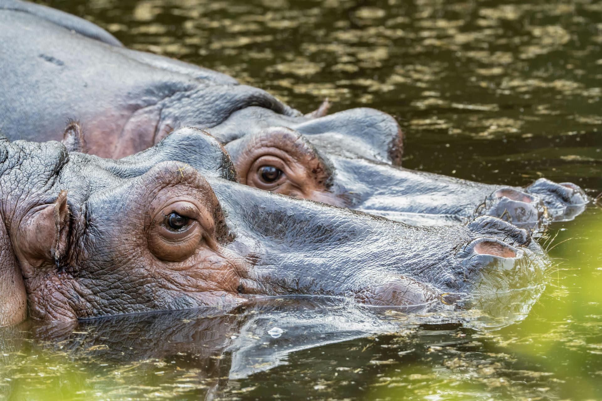 Nahaufnahme zweier teilweise im Wasser liegender Flusspferde; illustratives Tierfoto.