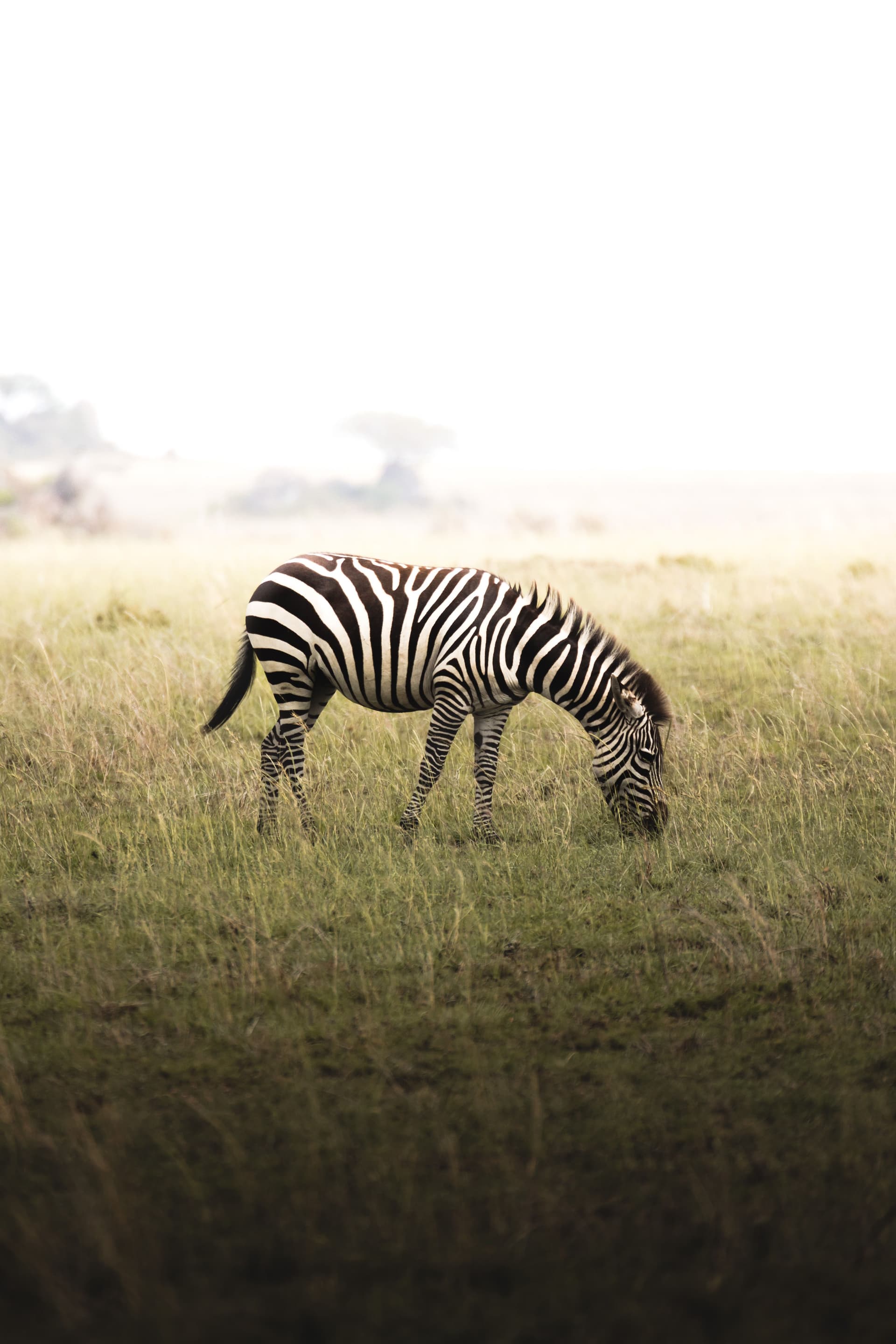 Ein Zebra grast im hellen Gras der Serengeti in Tansania.