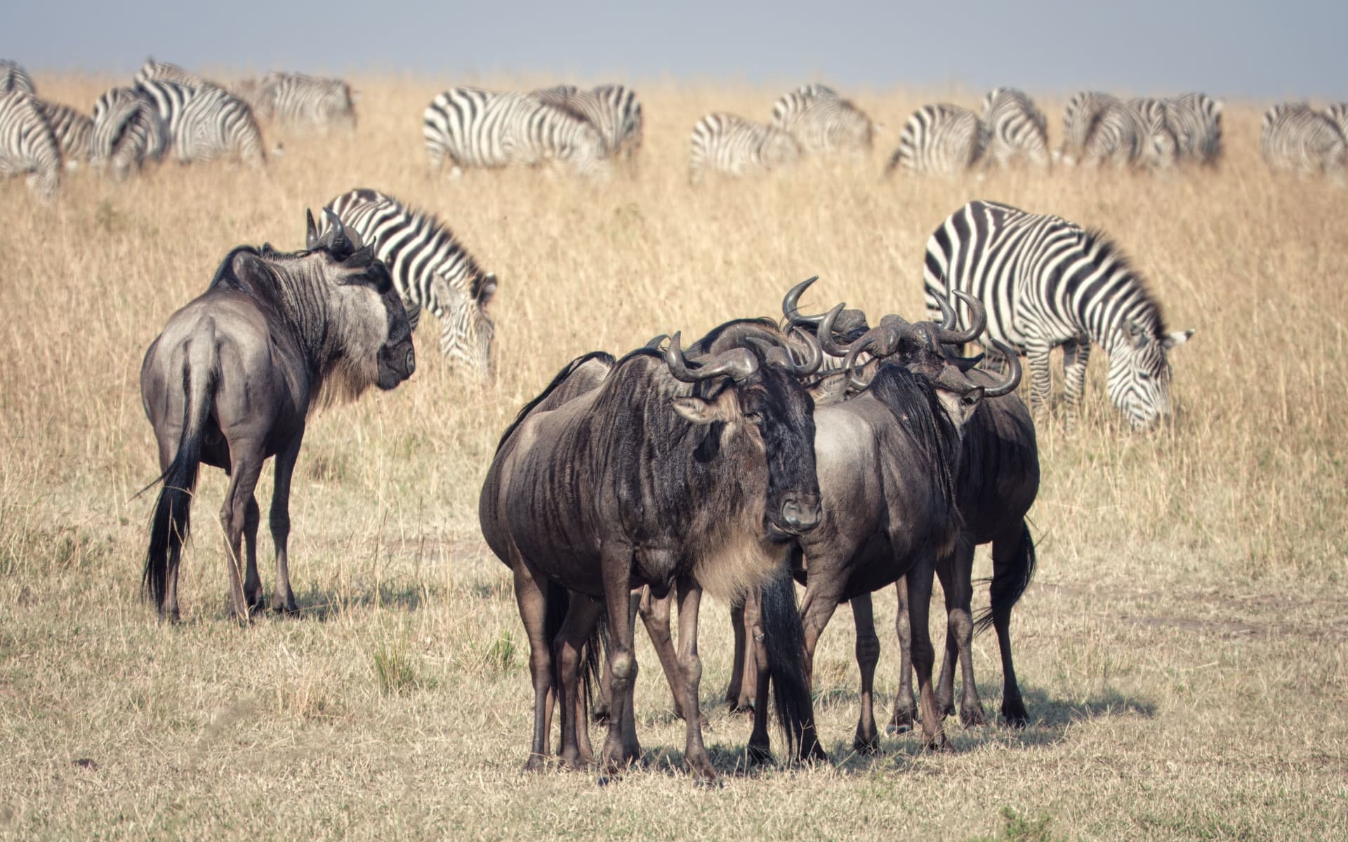 Gnus und Zebras beim Grasen in der Maasai Mara in Kenia.