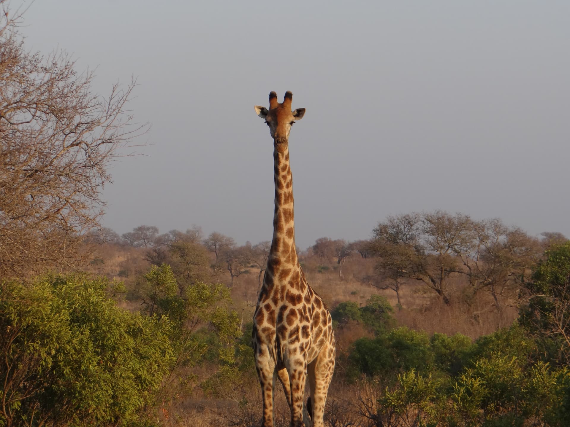 Eine Giraffe blickt zwischen Büschen im Kruger-Nationalpark in Südafrika in die Kamera.