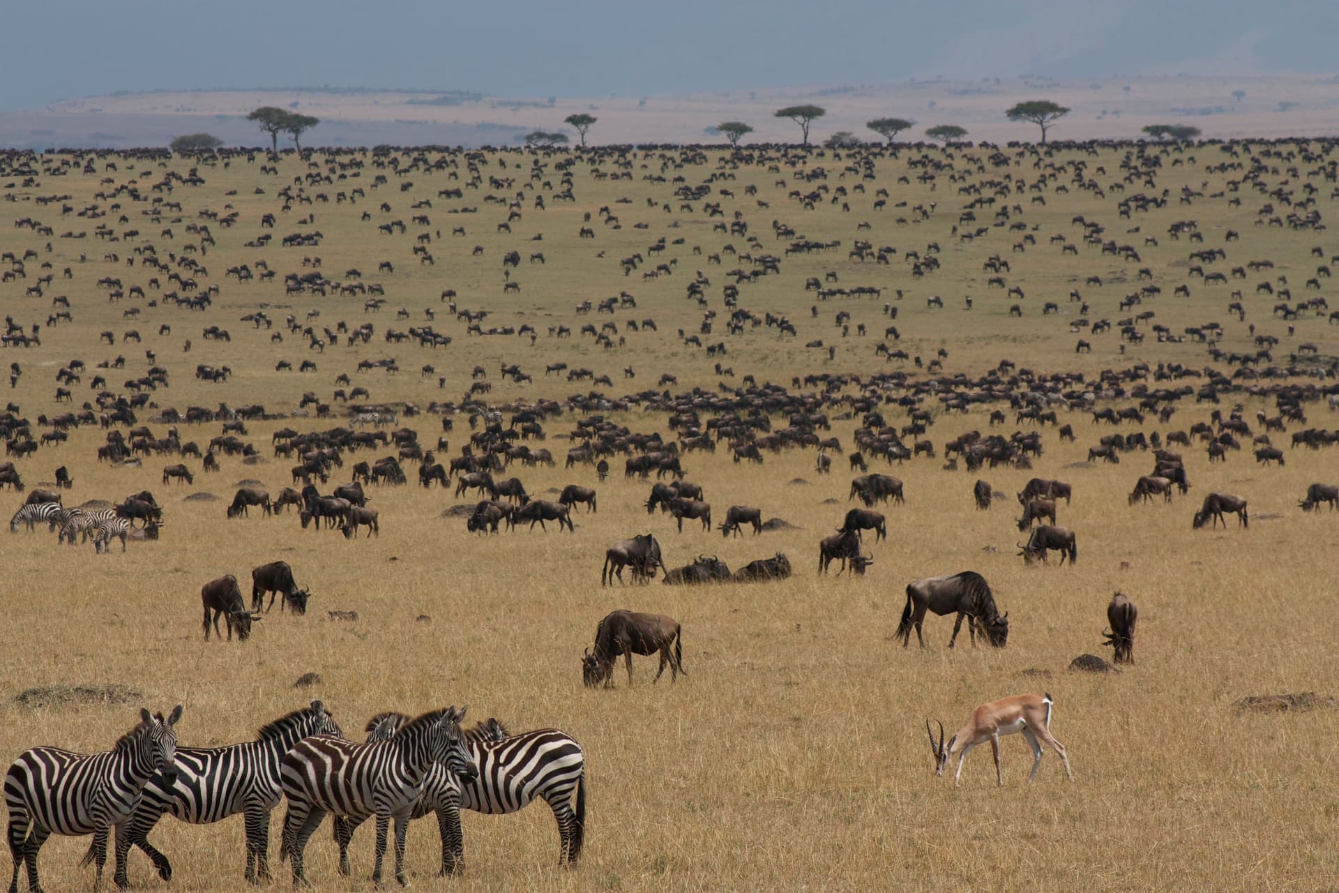 Eine große Herde aus Gnus und Zebras verteilt sich während der Wanderungssaison über Savannengrasland; Land unbestätigt.