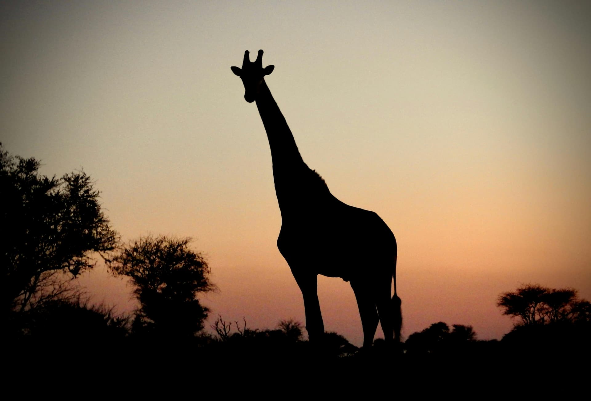 Giraffensilhouette vor dem Abendhimmel in Botswana; illustratives Tierfoto.
