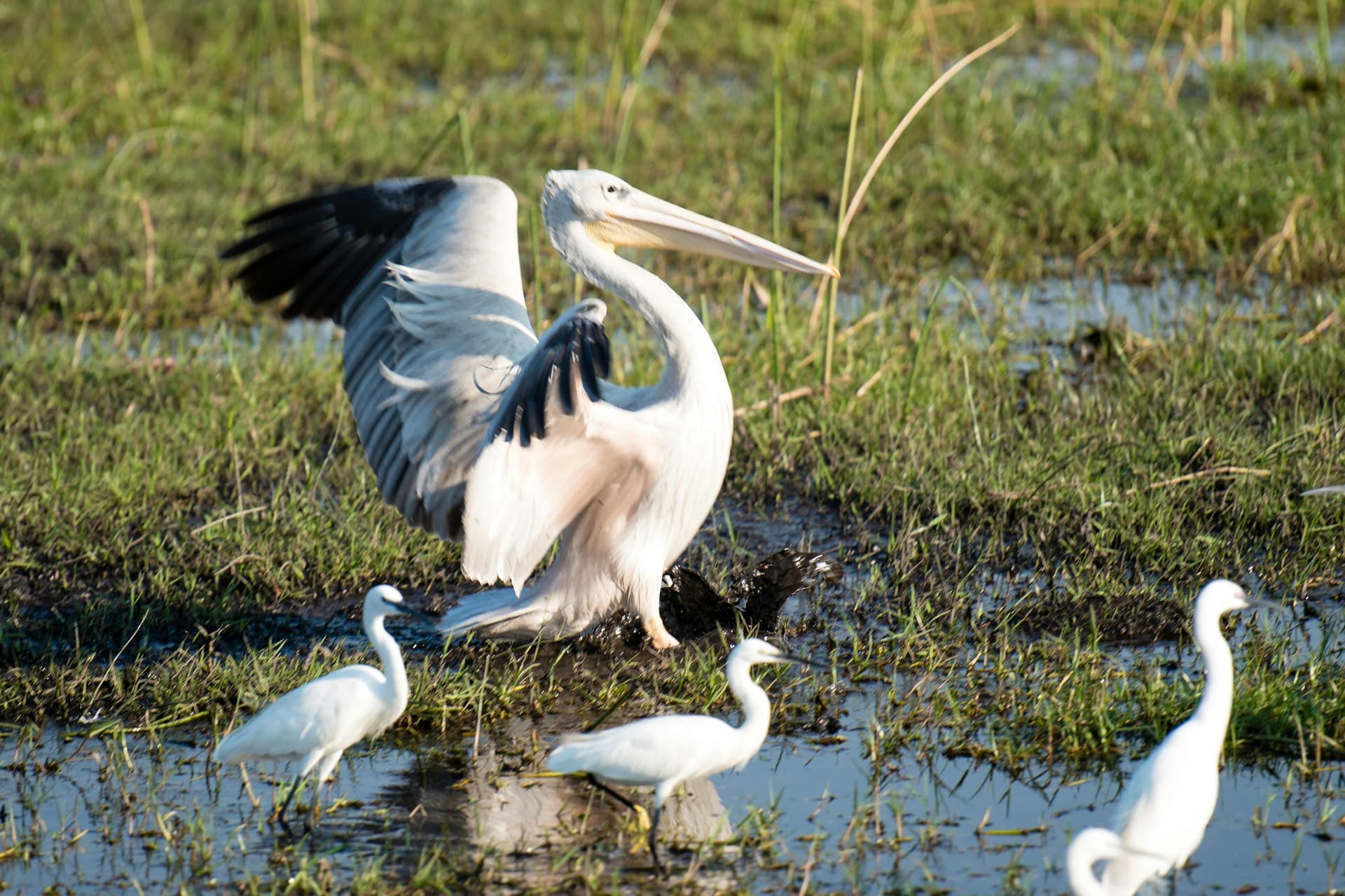 A pelican spreading its wings among egrets in the Okavango Delta, Botswana; illustrative photograph.