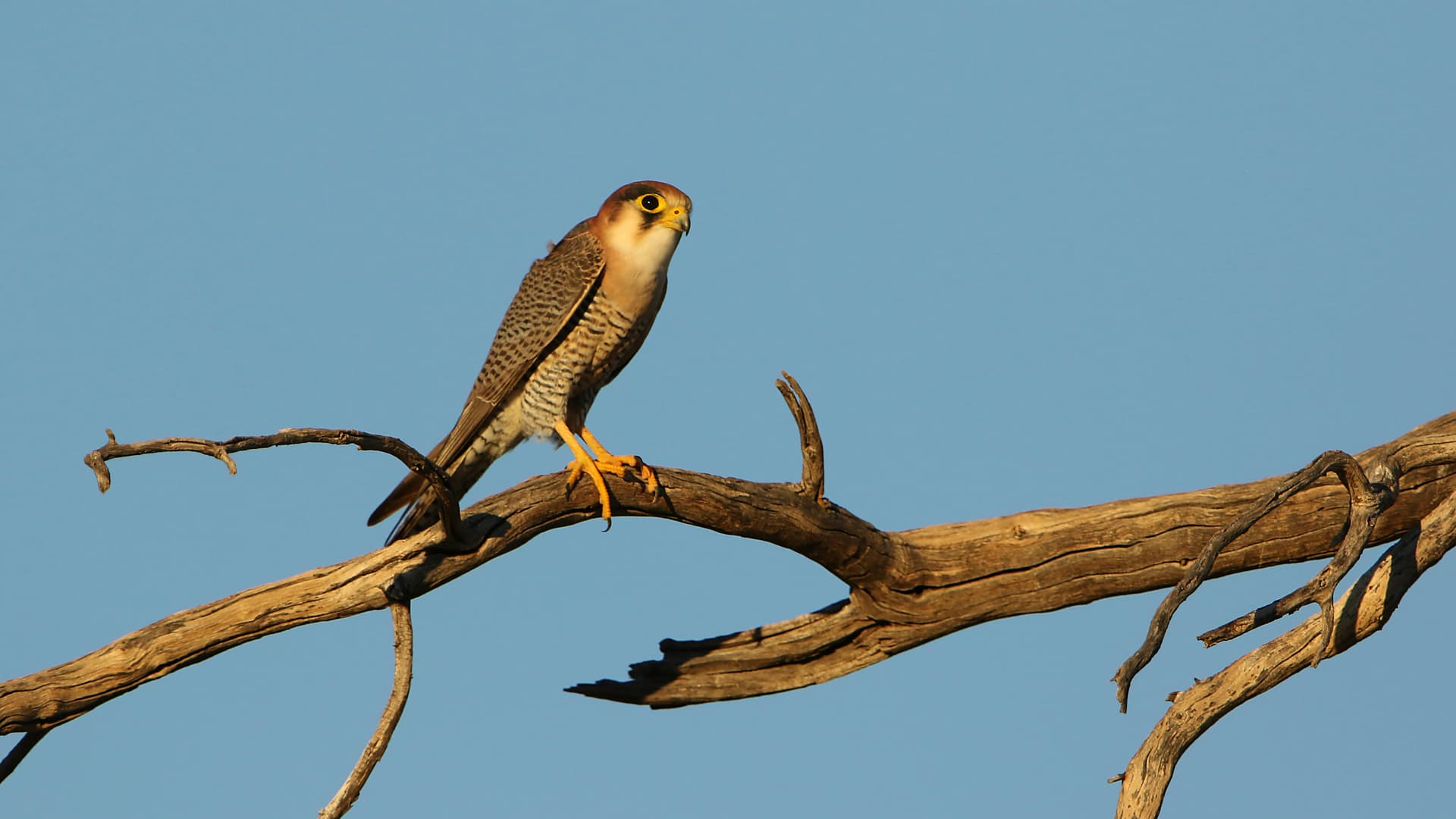 A red-necked falcon perched on a bare branch in Namibia; illustrative wildlife photograph.