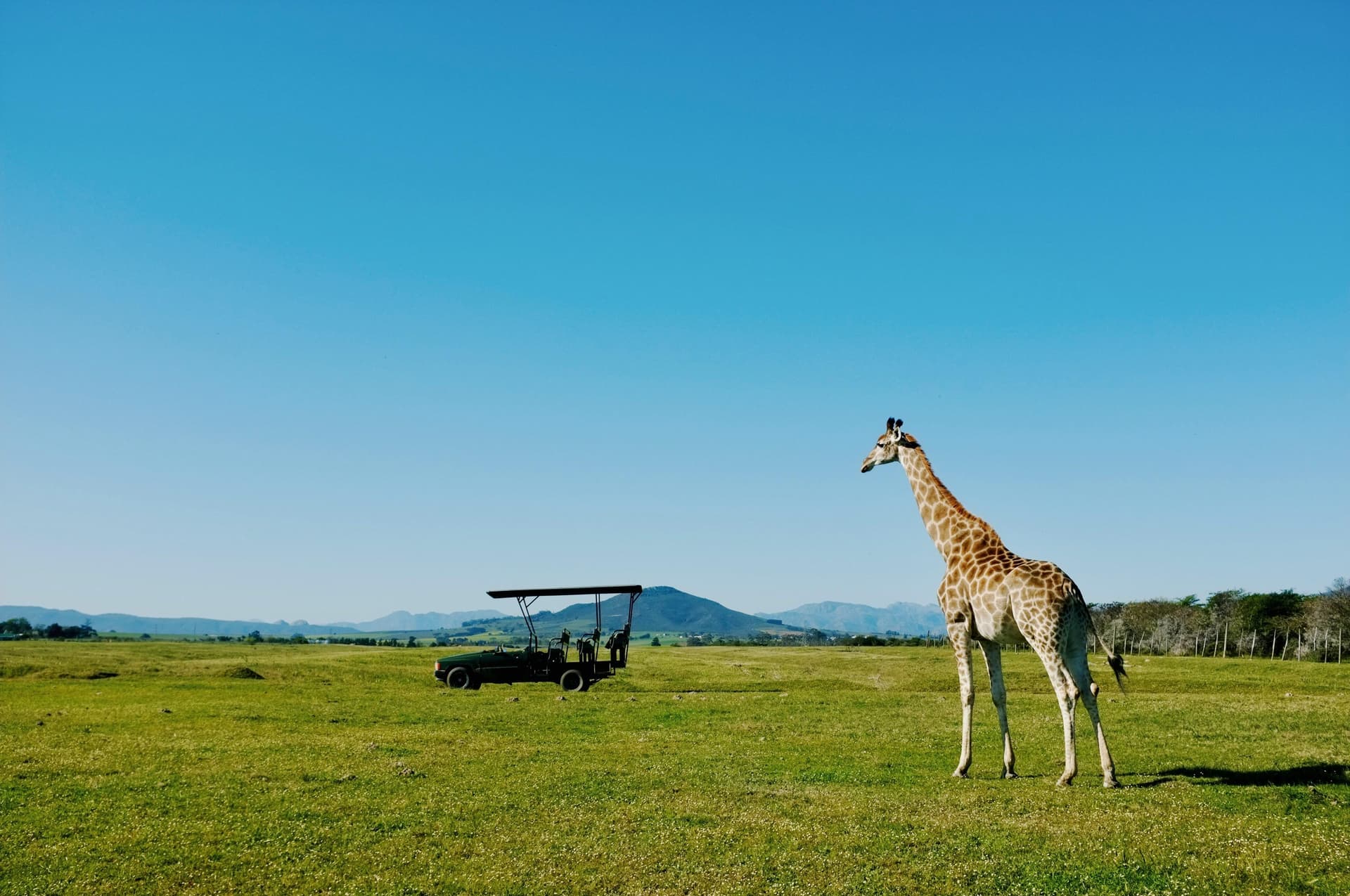 Giraffe neben einem offenen Safarifahrzeug mit entfernten Insassen; illustratives Foto, Ort unbestätigt.