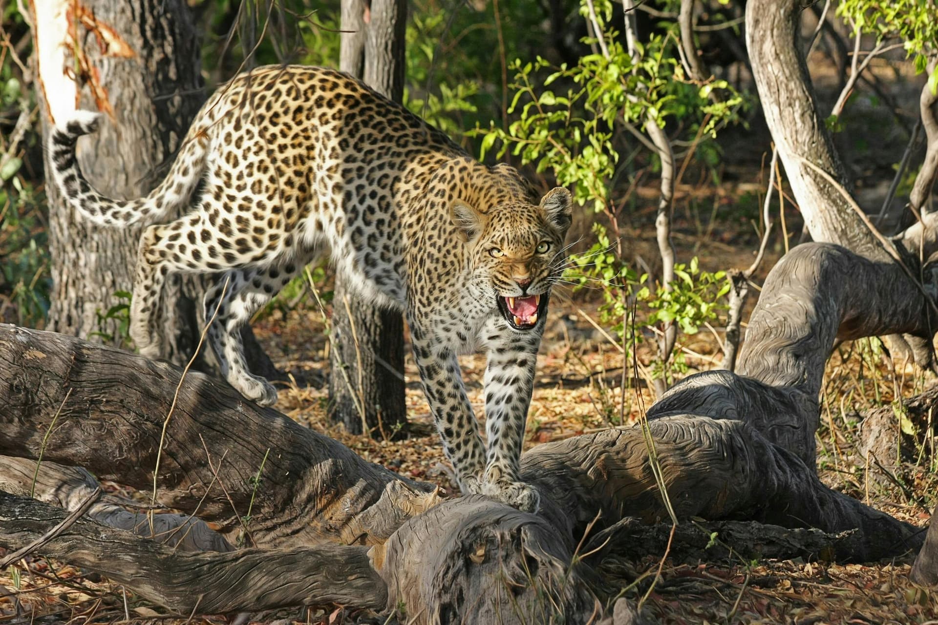 Leopard auf Baumwurzeln in Botswana; illustratives Tierfoto.