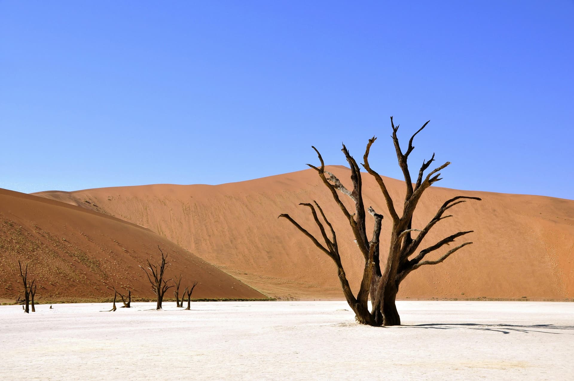 Toter Baum auf der hellen Deadvlei-Pfanne vor orangefarbenen Dünen in Namibia; illustratives Foto.