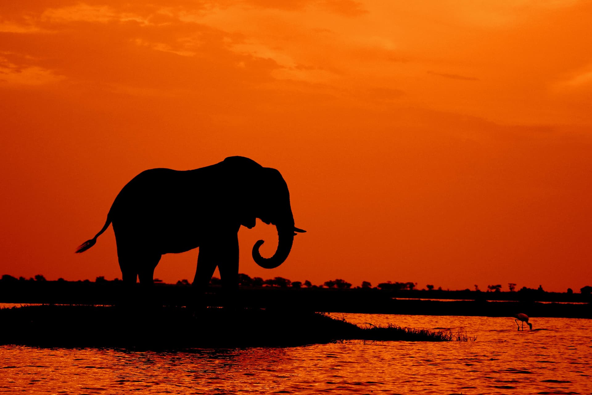 Elefant als Silhouette am Wasser vor orangefarbenem Sonnenuntergang in Botswana; illustratives Foto.