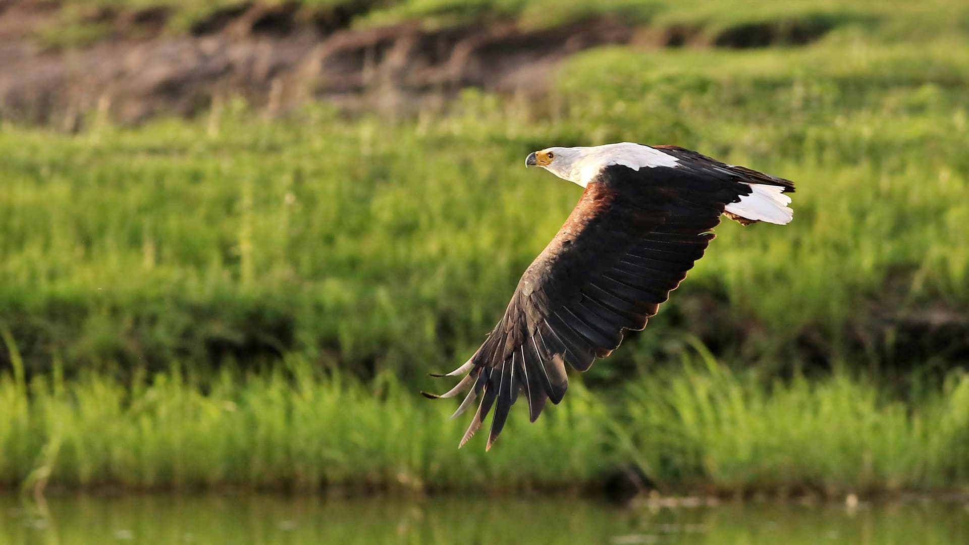 Schreiseeadler im Flug vor Grün am Chobe-Fluss, Botswana; illustratives Foto.
