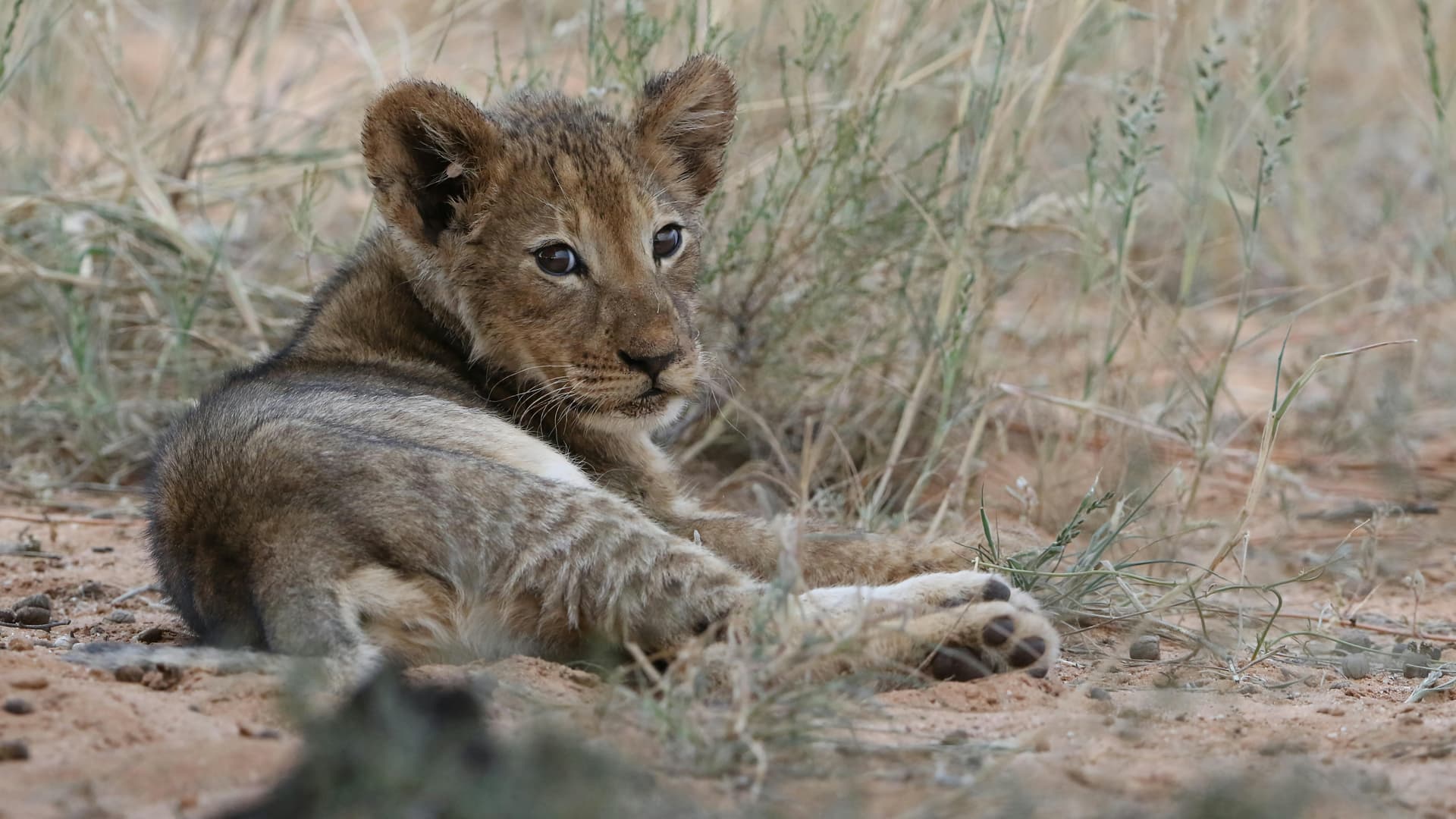 Löwenjunges ruht auf dem Boden in Botswana; illustratives Tierfoto.