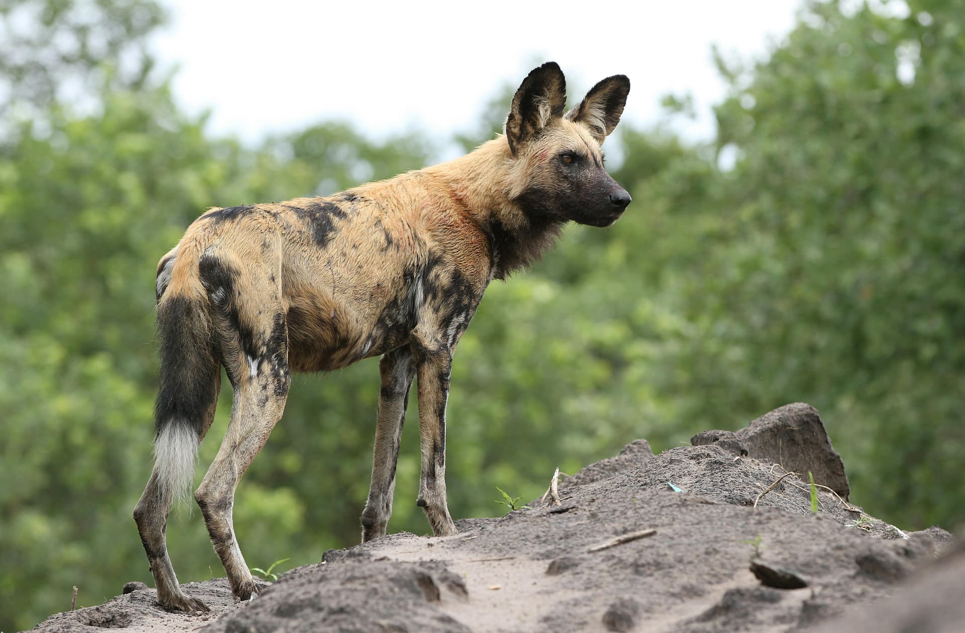 Afrikanischer Wildhund auf einem Erdhügel in Chobe, Botswana; illustratives Tierfoto.