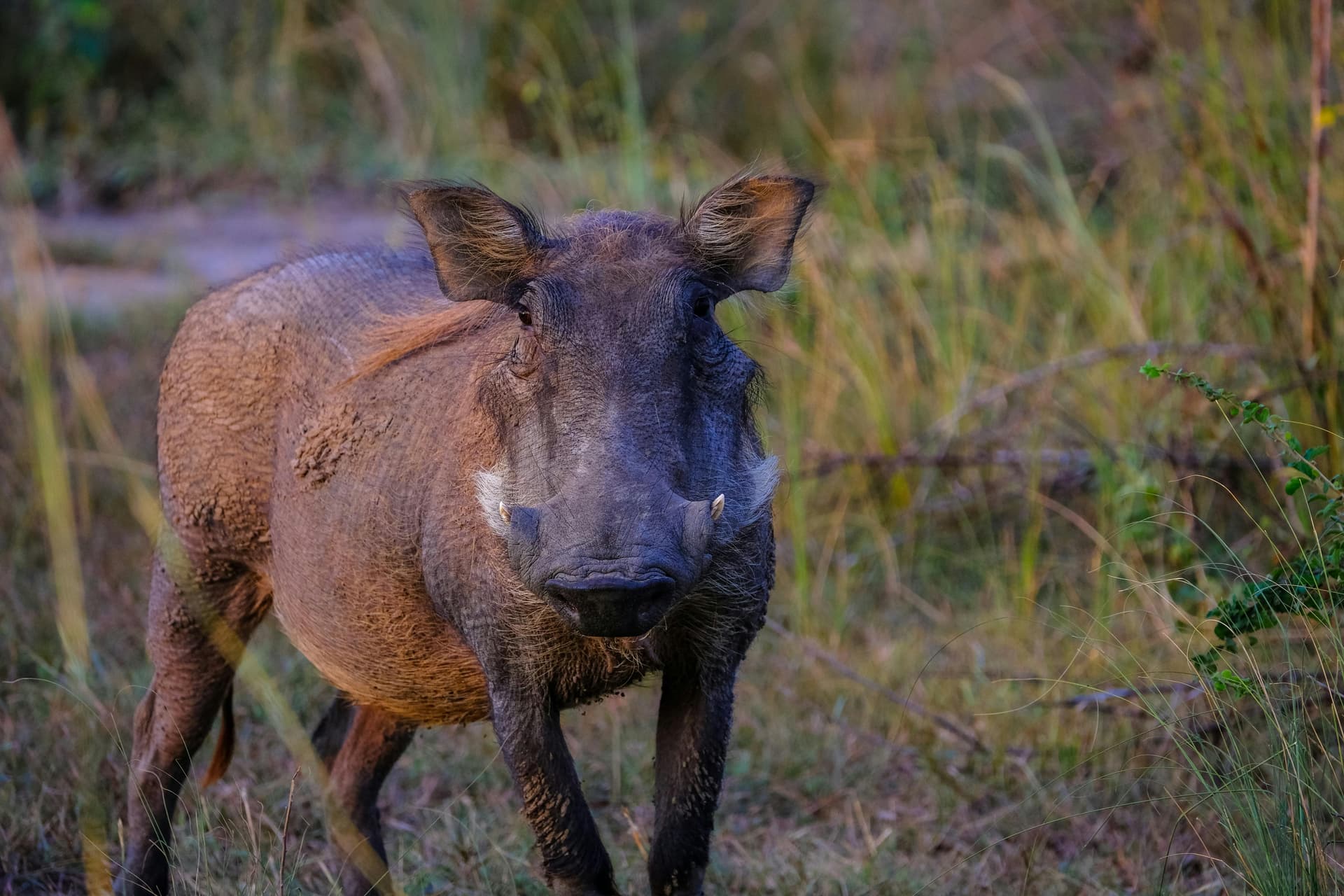 Warzenschwein im hohen Gras in Botswana; illustratives Tierfoto.