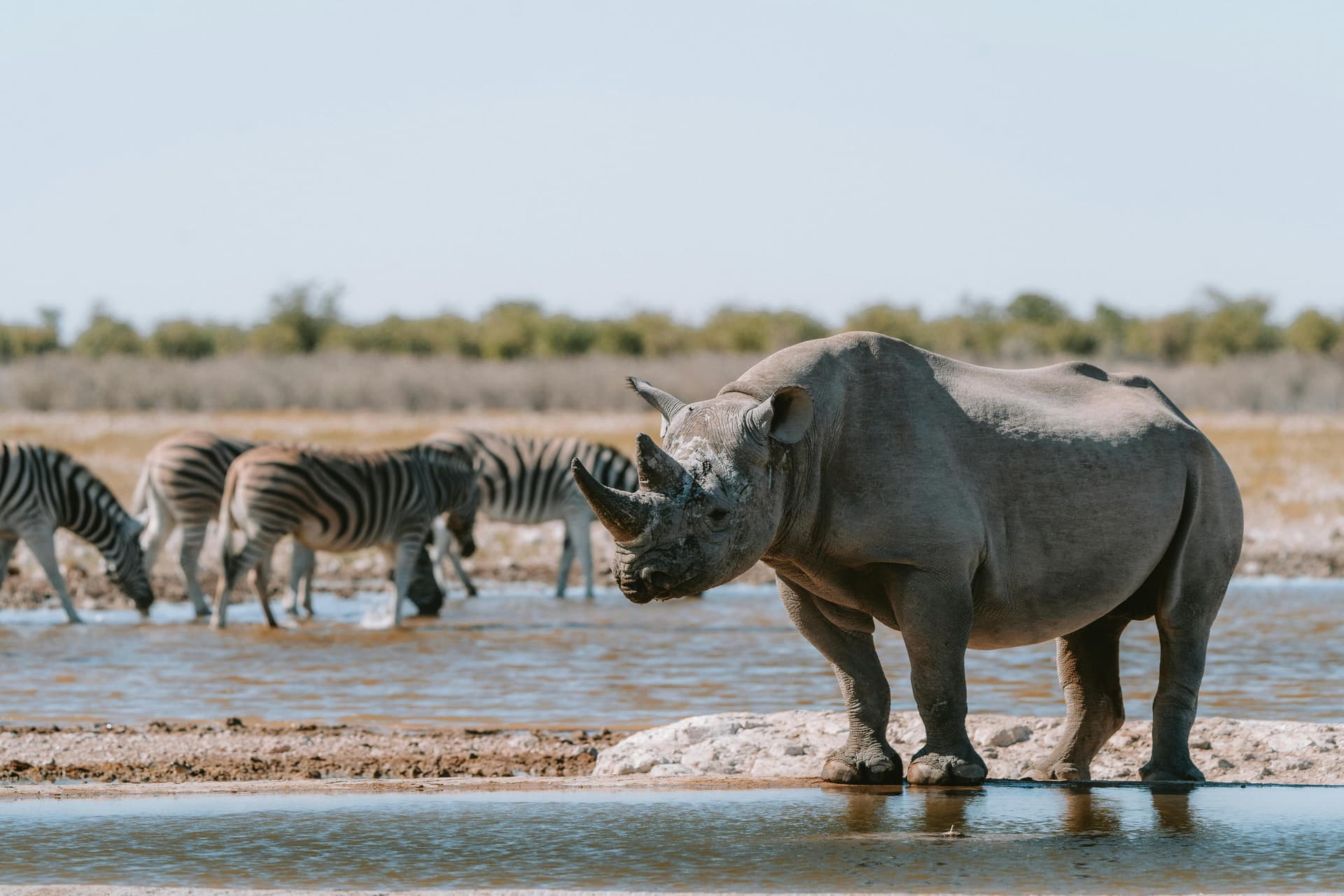 Nashorn und Zebras an einer Wasserstelle in Okaukuejo, Namibia; illustratives Foto.