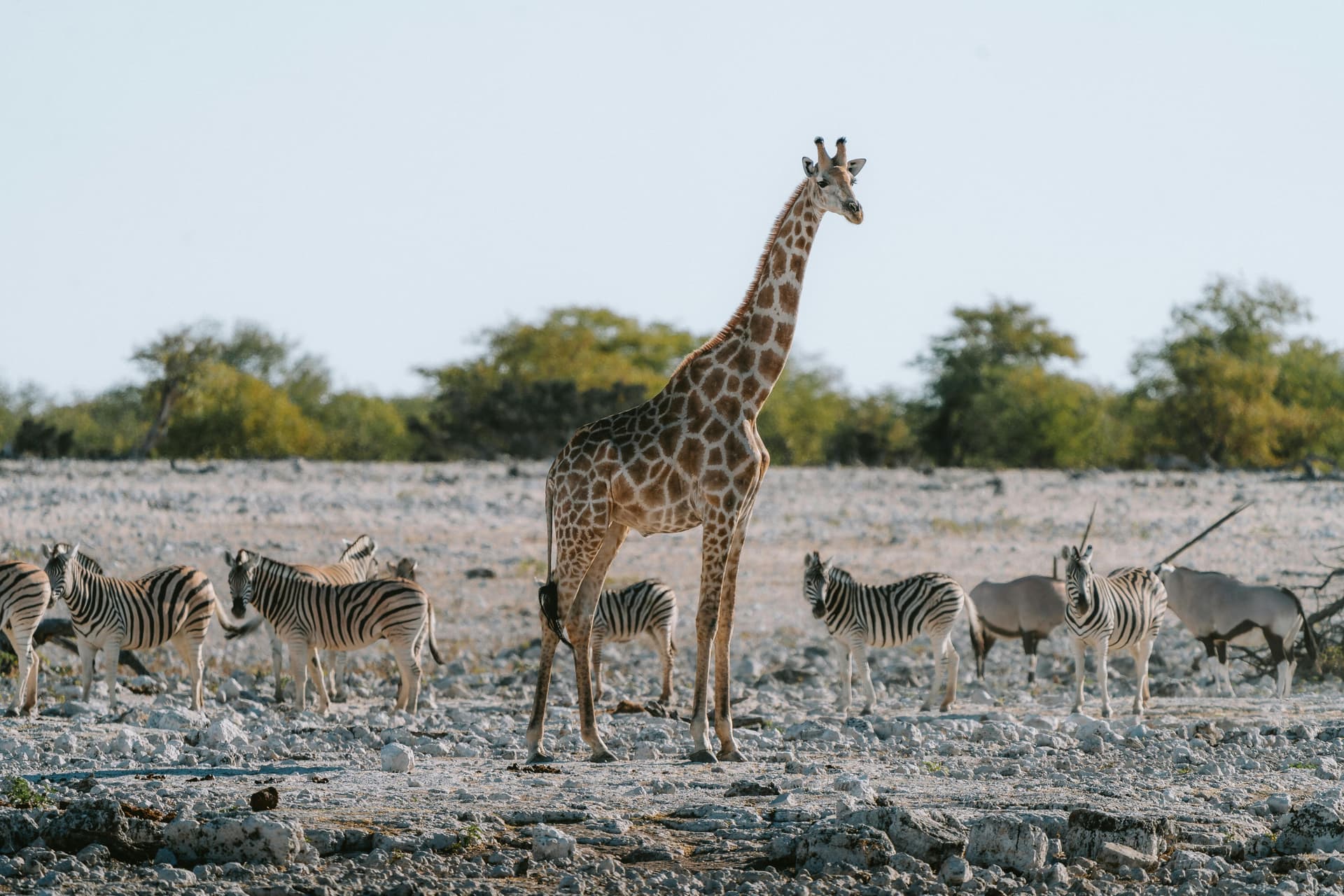 Giraffe, Zebras und Antilopen auf steinigem Boden in Etosha, Namibia; illustratives Foto.