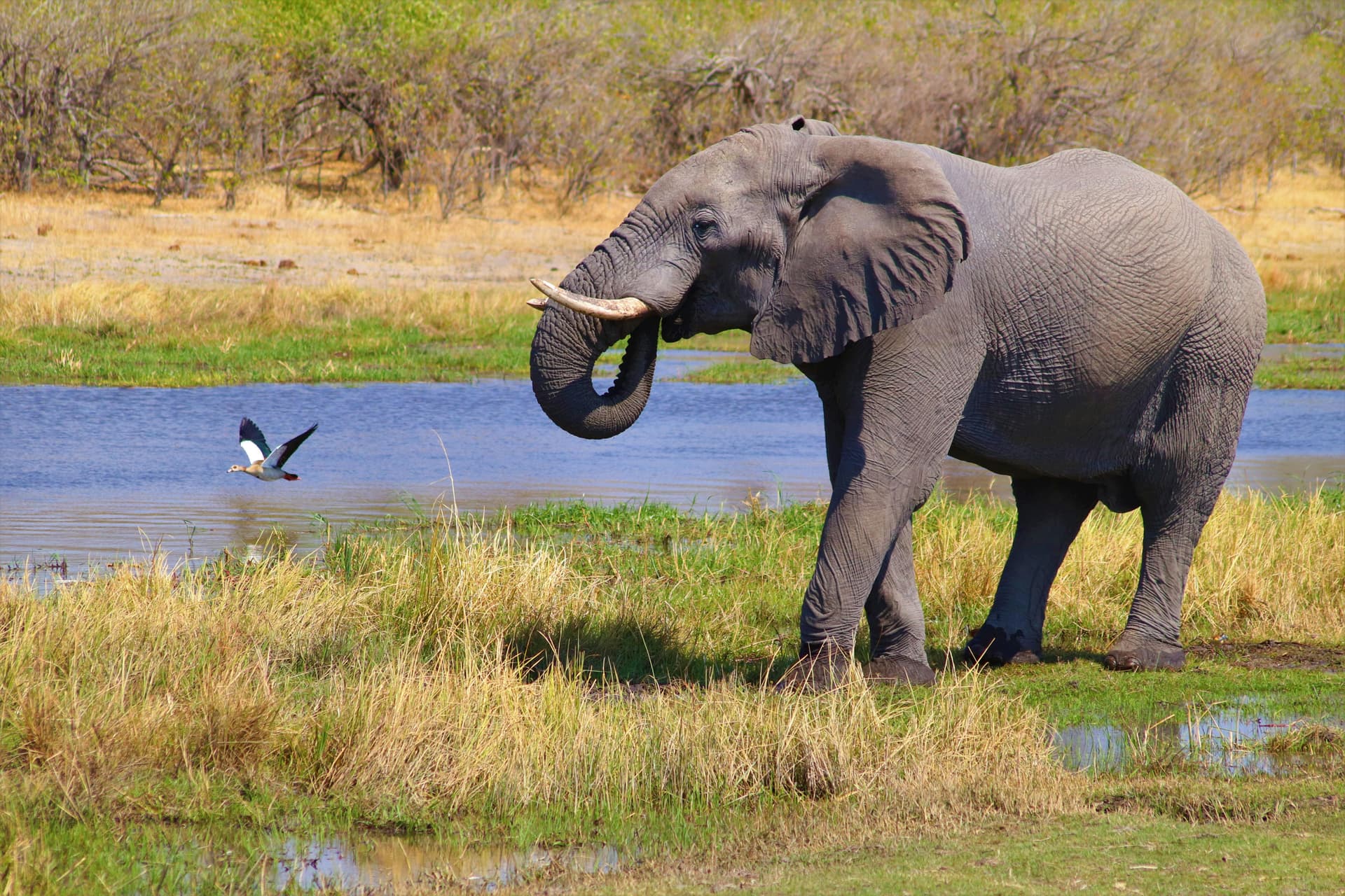 Elefant an einer Wasserstelle mit vorbeifliegendem Vogel in Botswana; illustratives Foto.