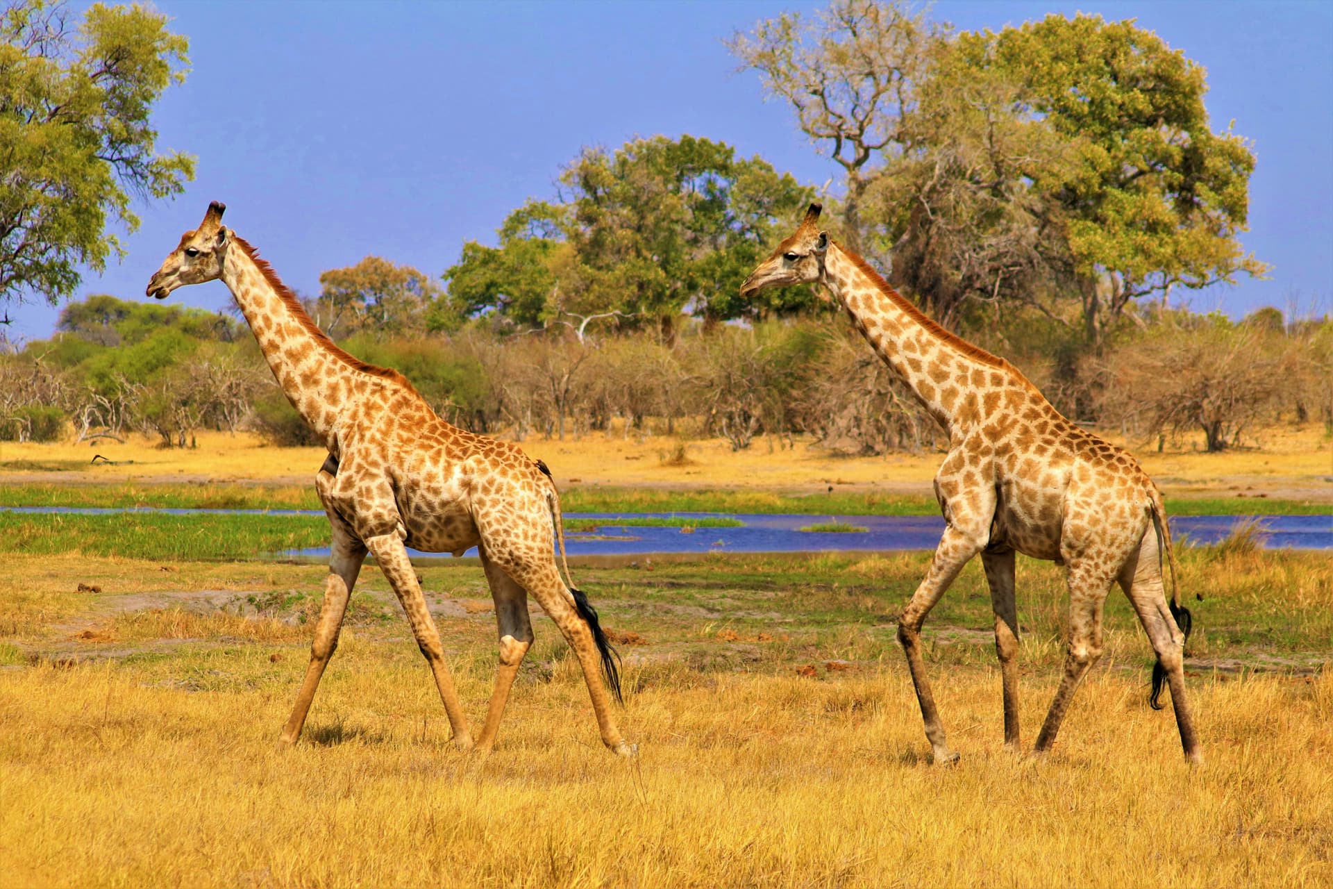 Zwei Giraffen neben einer Wasserstelle in Botswana; illustratives Tierfoto.