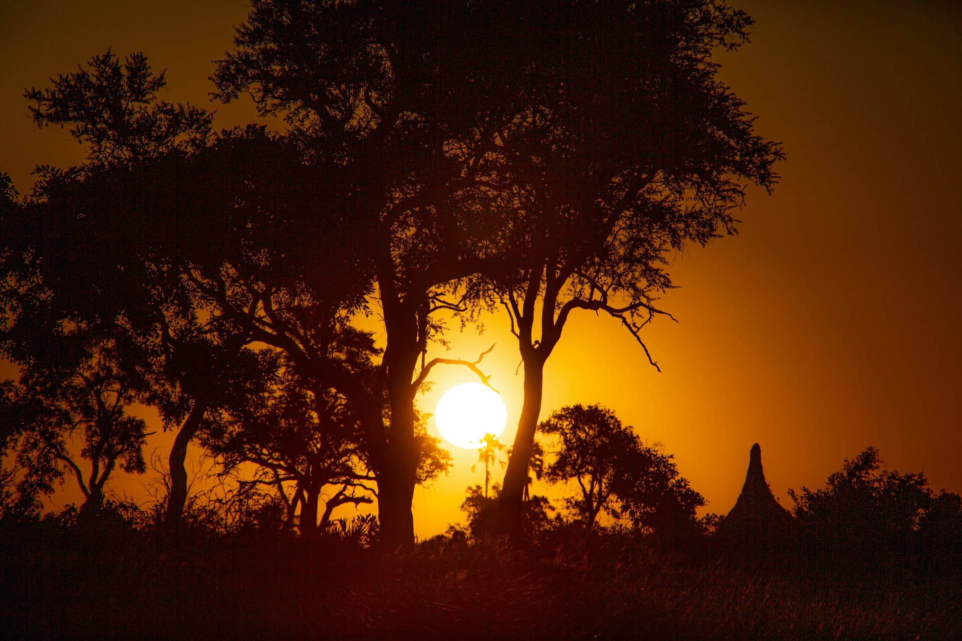 Sonnenuntergang hinter Baumsilhouetten in Botswana; illustratives Redaktionsfoto.