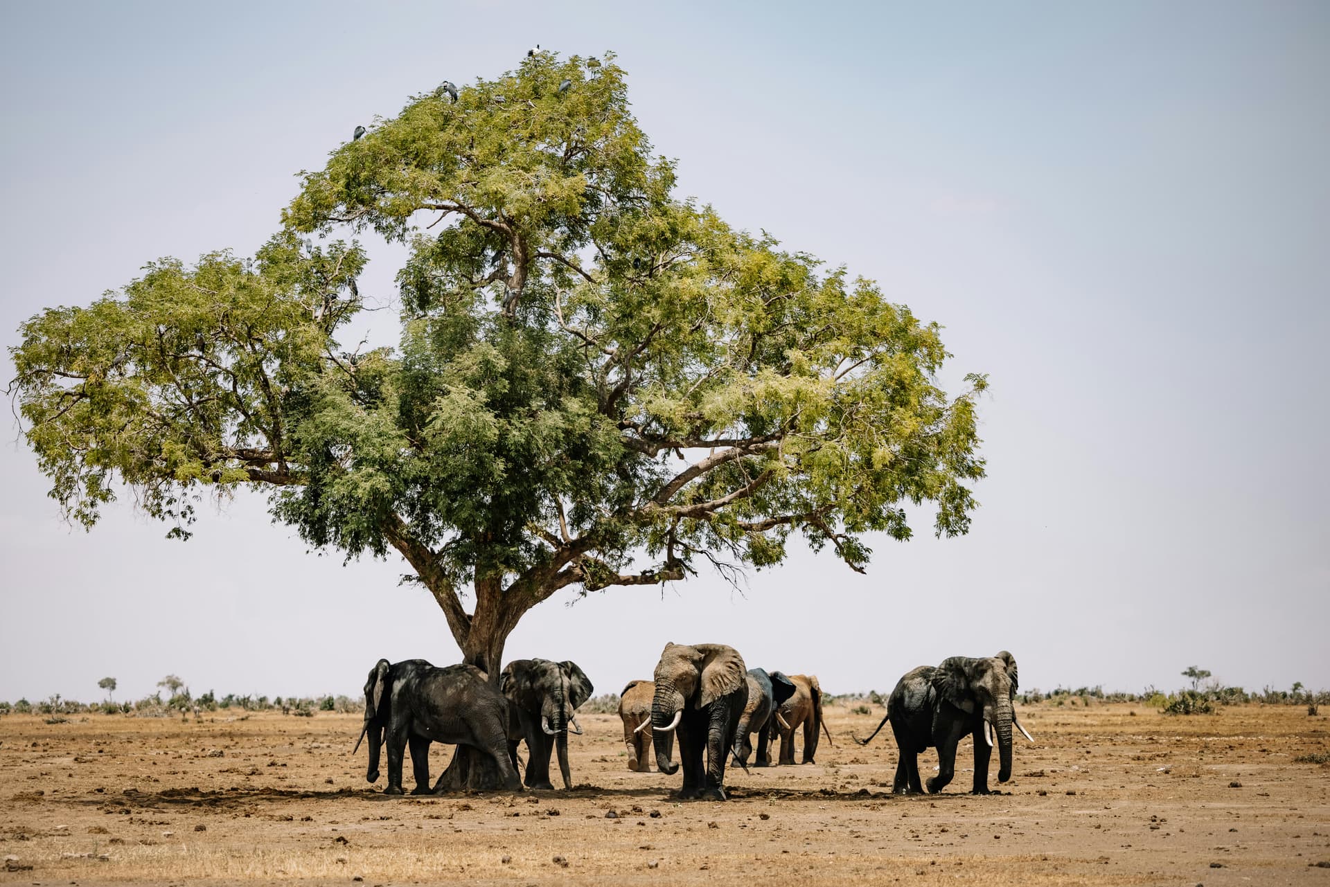 Elefanten unter einem großen Baum auf einer trockenen Ebene; illustratives Safarifoto.